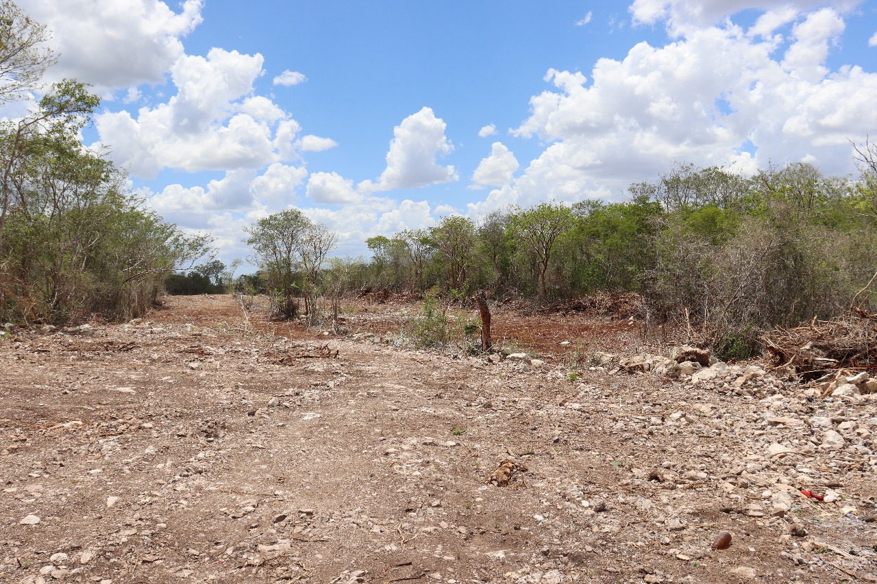 Reserva Ecológica de Cuxtal: Alerta por desmonte y lotificación irregular.