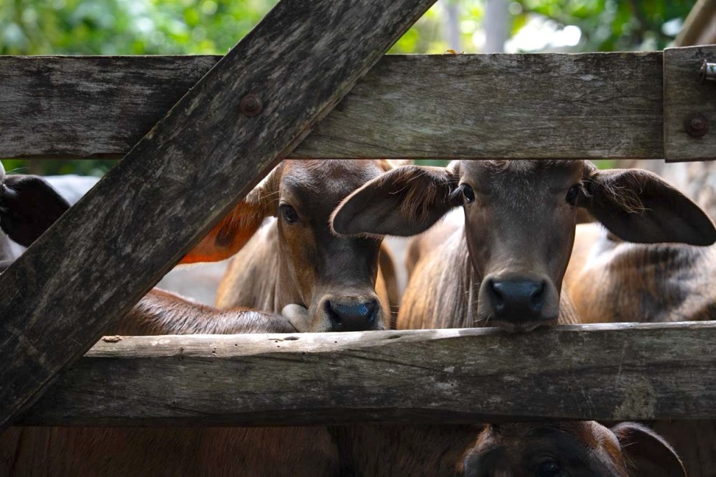 Garantizan atención efectiva ante casos de gusano barrenador en&nbsp;Yucatán