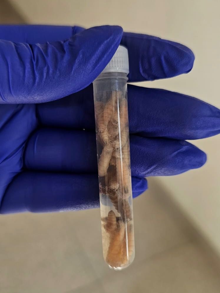 Ayuntamiento de Mérida pide estar informados por las vías autorizadas ante sospecha de casos de gusano barrenador en animales de&nbsp;compañía.