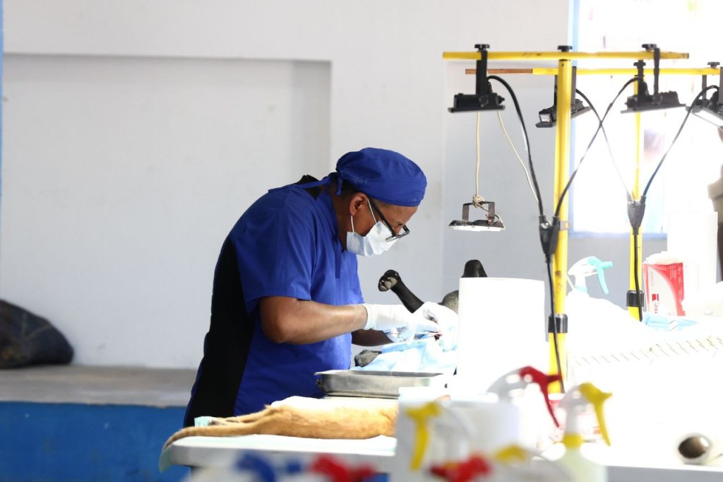 Erik Rihani promueve jornada para esterilizar 200&nbsp;animales