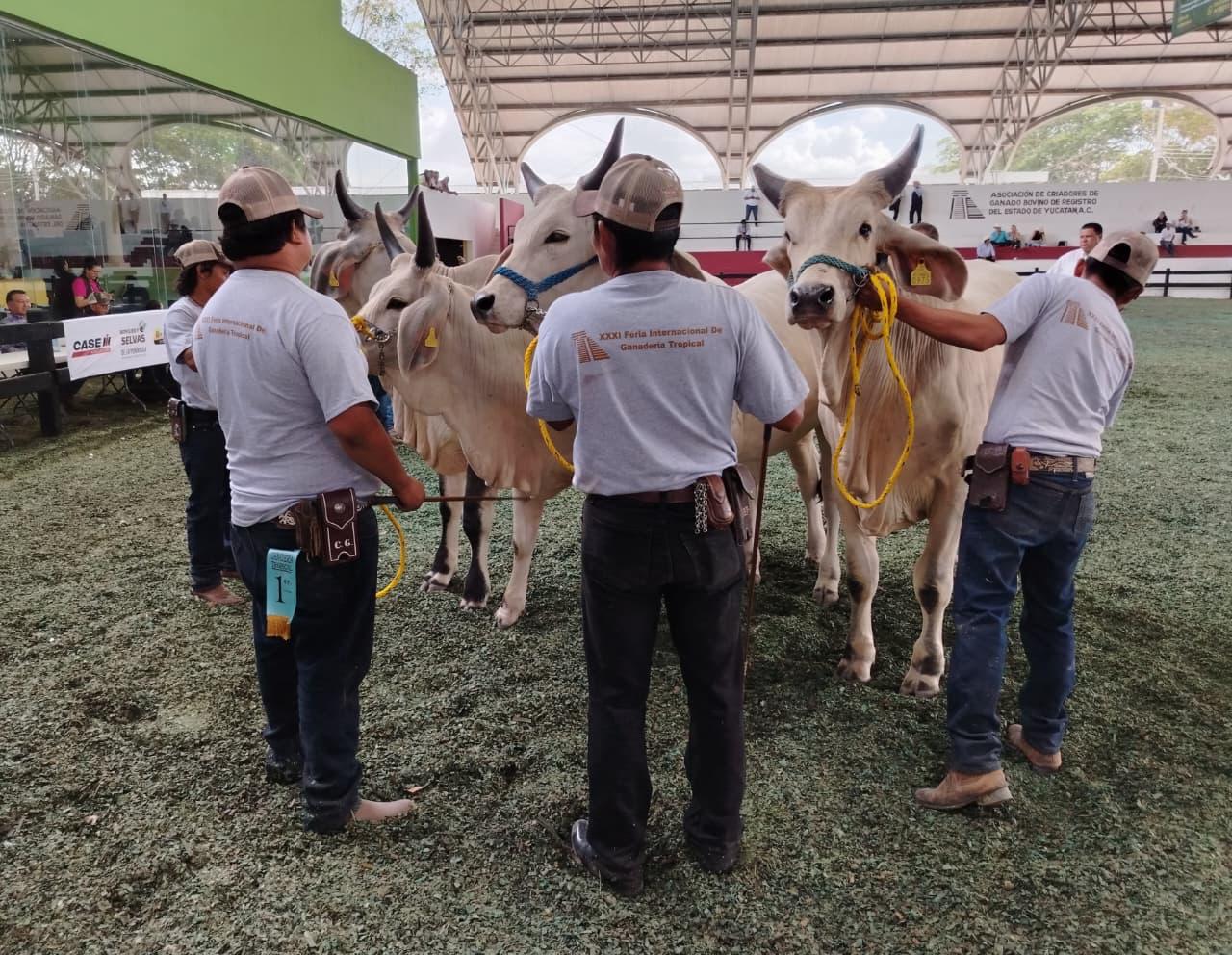 Garantizan Sanidad y Supervisión del Ganado en la Feria Yucatán X´Matkuil