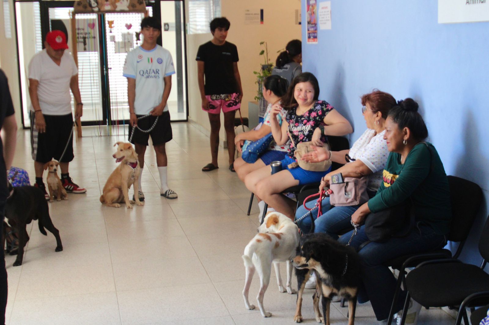 Ayuntamiento de Mérida esteriliza a 82 perritos en situación de calle