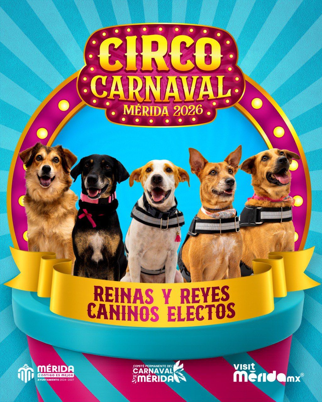 Mascotas  rescatadas formaran parte de las actividades carnestolendas de&nbsp;Mérida