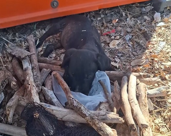 🐾 Final feliz en el Carnaval: Rescatan a cachorro tras reporte en redes&nbsp;sociales