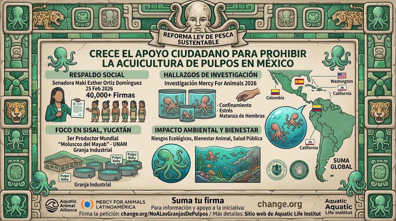 México al borde del abismo ecológico: La trampa de las granjas de pulpos amenaza la biodiversidad y Yucatán